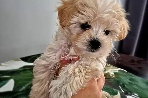 Maltipoo suczki, Kujawsko-pomorskie, Inowrocław