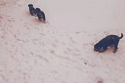 Smycz dla szczeniąt terier walijski, Świętokrzyskie, Starachowice
