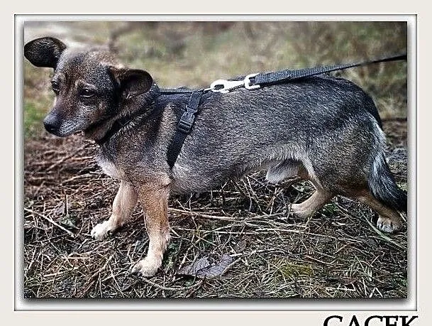 Młody,2 letni,mały piesek,łagodny,grzeczny,kontaktowy,zaszczepiony GACEK.Adopcja, Śląskie, Katowice