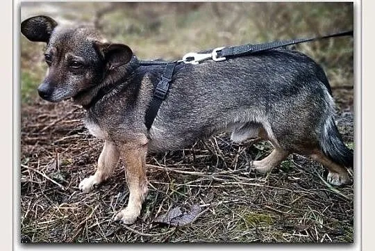 Młody,2 letni,mały piesek,łagodny,grzeczny,kontaktowy,zaszczepiony GACEK.Adopcja, Śląskie, Katowice