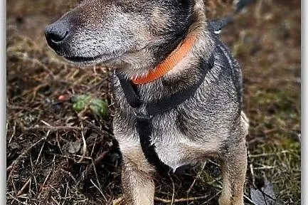 Młody,2 letni,mały piesek,łagodny,grzeczny,kontaktowy,zaszczepiony GACEK.Adopcja, Śląskie, Katowice