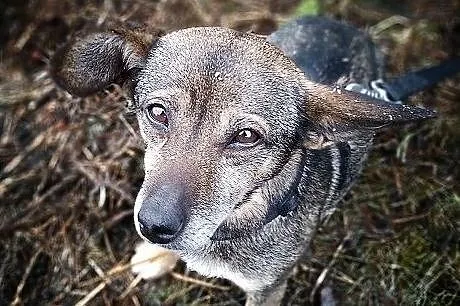 Młody,2 letni,mały piesek,łagodny,grzeczny,kontaktowy,zaszczepiony GACEK.Adopcja, Śląskie, Katowice
