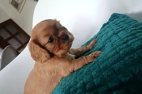 Suczka Cavalier King Charles spaniel Ruby B&t