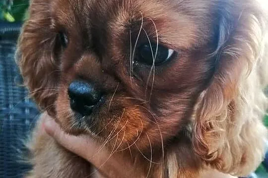 Suczka Cavalier King Charles spaniel Ruby B&t, Śląskie, Tarnowskie Góry