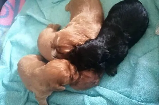 Suczka Cavalier King Charles spaniel Ruby B&t, Śląskie, Tarnowskie Góry