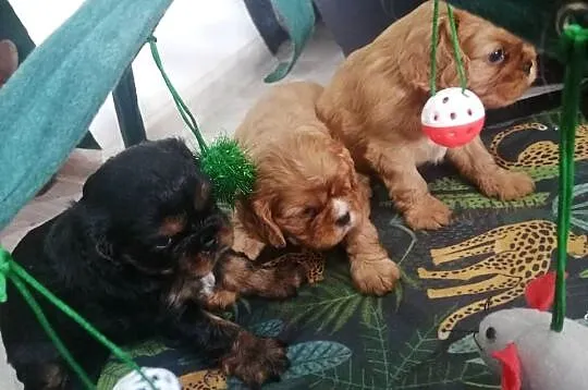 Suczka Cavalier King Charles spaniel Ruby B&t, Śląskie, Tarnowskie Góry