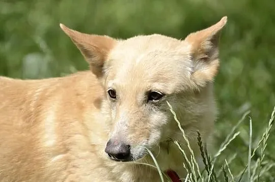 Biszkopcik w typie cannan dog długo czeka na dom