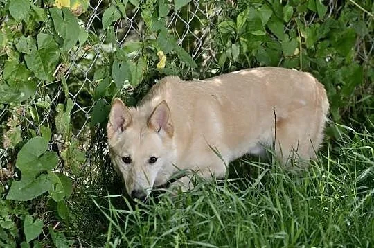 Biszkopcik w typie cannan dog długo czeka na dom