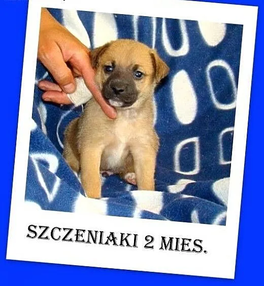 Szczeniaki małe docelowo,pieski 2 mies.szczepione,