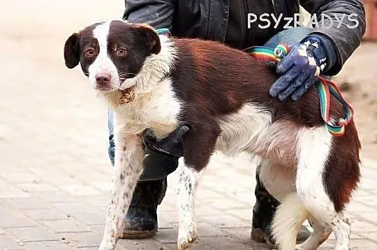 FANNY - sam urok i wdzięk