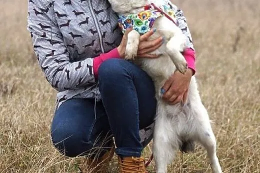 Młodziutka Layla, biało-czarna piękność szuka domu
