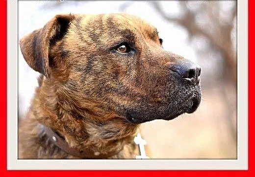 TIGER,duży,pręgowany,przyjazny,spokojny pies.ADOPC