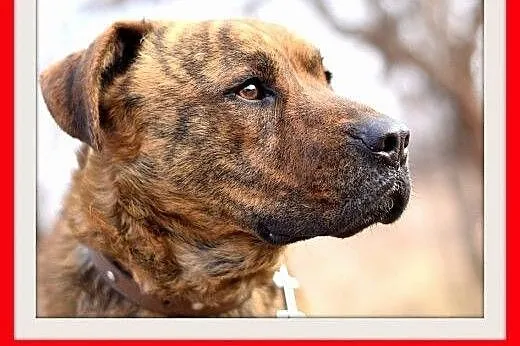 TIGER,duży,pręgowany,przyjazny,spokojny pies.ADOPC