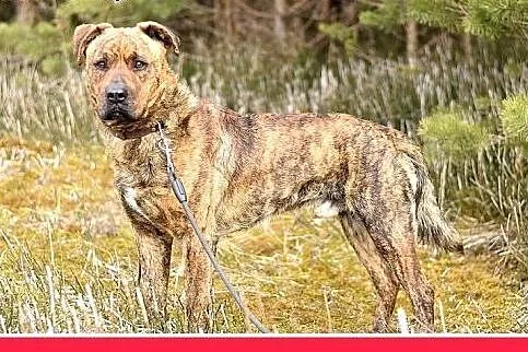 TIGER,duży,pręgowany,przyjazny,spokojny pies.ADOPC