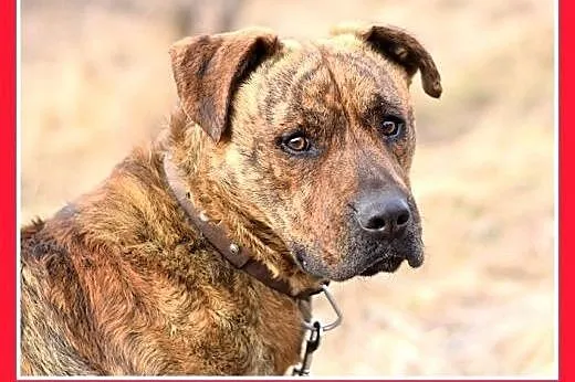 TIGER,duży,pręgowany,przyjazny,spokojny pies.ADOPC