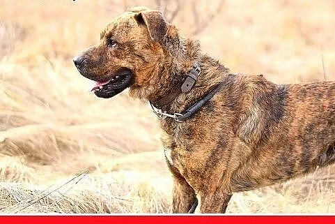 TIGER,duży,pręgowany,przyjazny,spokojny pies.ADOPC