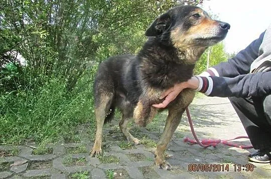 Fix szuka domu.