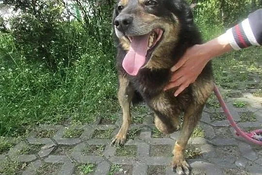 Fix szuka domu.