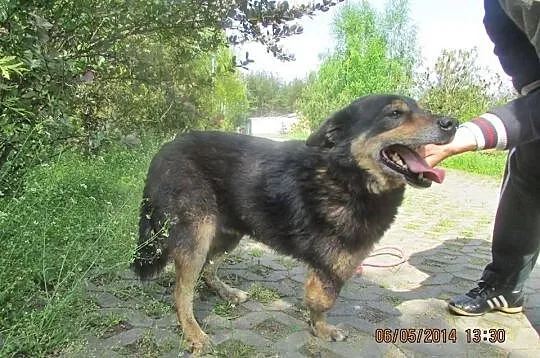 Fix szuka domu.