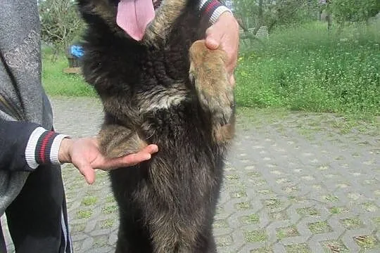 Fix szuka domu.