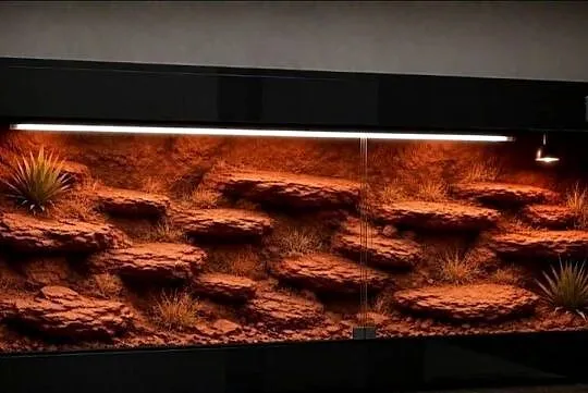 Terrarium hodowlane dla żółwia greckiego agamy brodatej