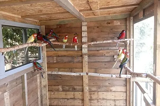 Rozelle królewskie , białolice, , Piaskowiec