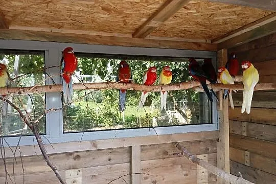 Rozelle królewskie , białolice, , Piaskowiec