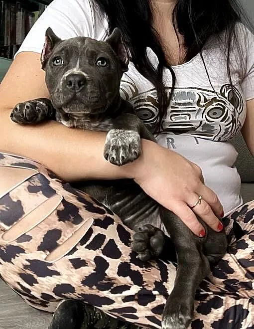 American Bully suczka ABKC, Wielkopolskie, Koło
