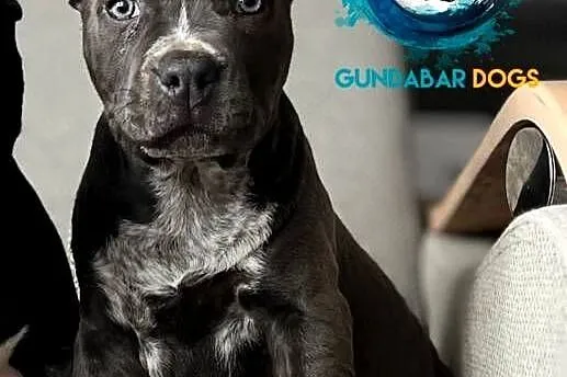 American Bully suczka ABKC, Wielkopolskie, Koło