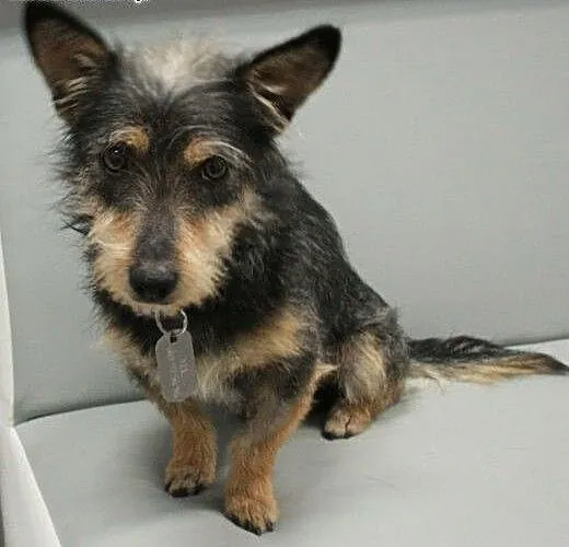 LUPO - śliczny 5 kg mikro piesek do adopcji, mazo
