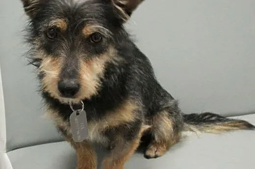 LUPO - śliczny 5 kg mikro piesek do adopcji,  mazo