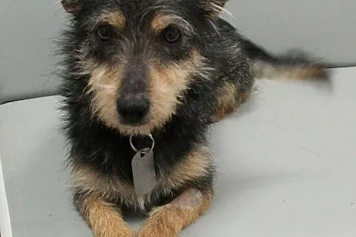 LUPO - śliczny 5 kg mikro piesek do adopcji,  mazo