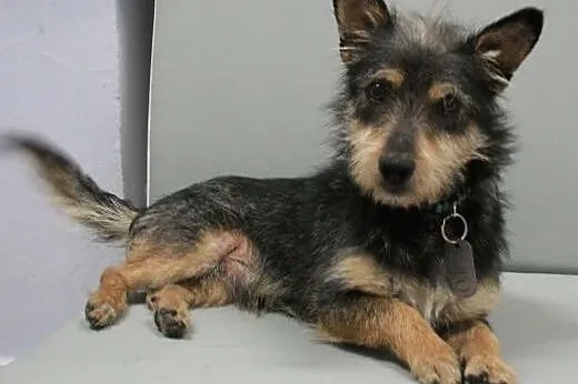 LUPO - śliczny 5 kg mikro piesek do adopcji,  mazo