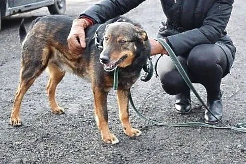 Aslan - pies, który uwielbia ludzi,  małopolskie K, Kraków