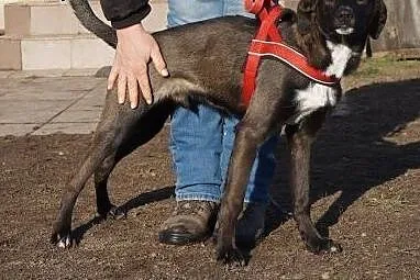 KAJTEK- 7 miesięczny gentelman chce mieć dom,  maz