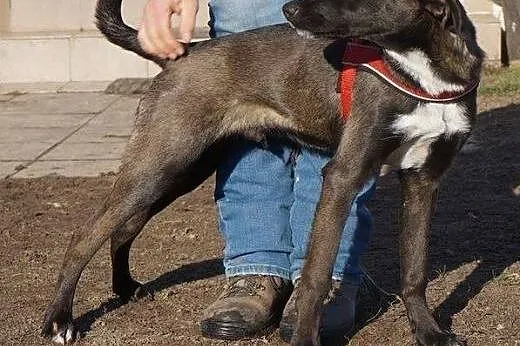 KAJTEK- 7 miesięczny gentelman chce mieć dom,  maz