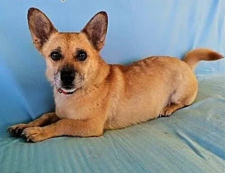 GACUŚ - cudowny, nieduży, słodki psiak do adopcji, mazowieckie Warszawa, Mazowieckie, Warszawa