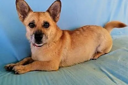 GACUŚ - cudowny, nieduży, słodki psiak do adopcji,  mazowieckie Warszawa, Mazowieckie, Warszawa