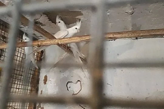 Młode nimfy, , Smolice