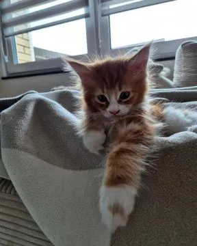 Maine coon - rodowodowe kociaki email: {{legowikanna7@gmail.com}}, , opole