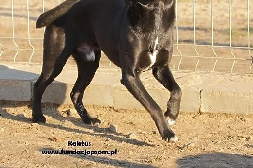 Kaktus - młodziutki piesek szuka domu,  mazowiecki