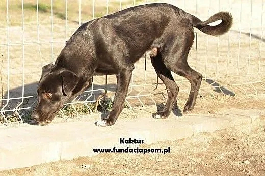 Kaktus - młodziutki piesek szuka domu,  mazowiecki