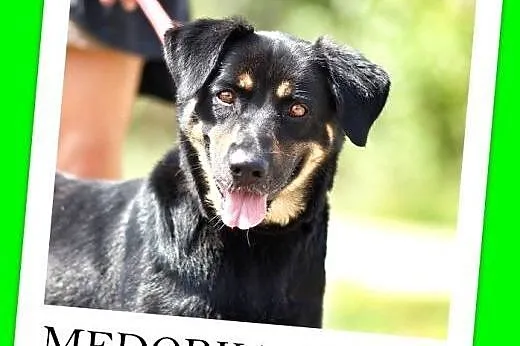 26 kg,wesoła,łagodna,rodzinna,przyjazna suczka MEDORKA.Adopcja,  małopolskie Kraków