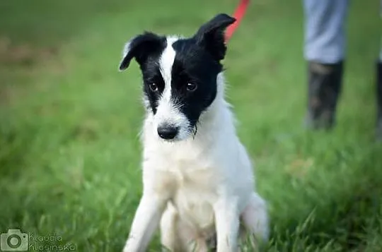 Majlo, wesoły SZCZENIAK, pocieszny i przyjazny, adoptuj!