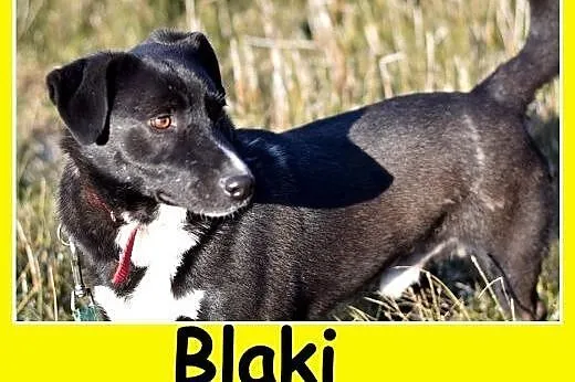 10 kg, sympatyczny,towarzyski,kontaktowy rodzinny psiak BLAKI.Adopcja ,  małopolskie Kraków