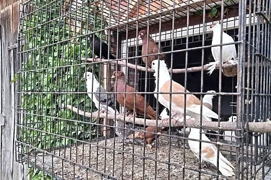 Gołębie wywrotki, Podkarpackie, Łańcut