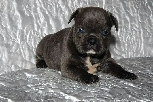 Buldog francsuki sunia błękitna blue, , Pisarzowice
