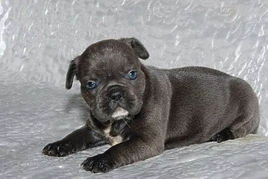 Buldog francsuki sunia błękitna blue, , Pisarzowice