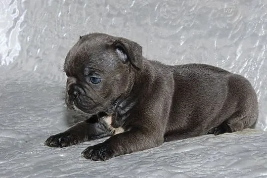 Buldog francsuki sunia błękitna blue, , Pisarzowice