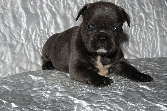 Buldog francsuki sunia błękitna blue, , Pisarzowice